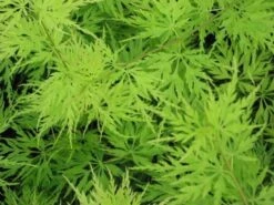 Japanse Esdoorn (Acer Palmatum 'Seiryu') -Directplant Winkel acer p. seiryu