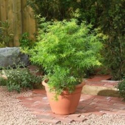 Japanse Esdoorn (Acer Palmatum 'Seiryu') -Directplant Winkel acer p. seiryu3