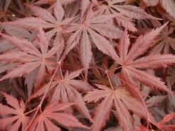 Japanse Esdoorn (Acer Palmatum 'Trompenburg') -Directplant Winkel acer p. trompenburg 1 1