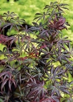 Japanse Esdoorn (Acer Palmatum 'Trompenburg') -Directplant Winkel acer p. trompenburg 3 1