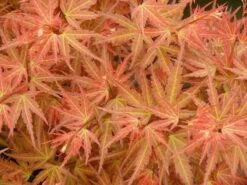 Japanse Esdoorn (Acer Palmatum 'Wilson's Pink Dwarf') -Directplant Winkel acer p. wilsons pink dwarf 1