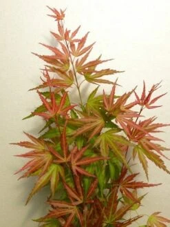 Japanse Esdoorn (Acer Palmatum 'Wilson's Pink Dwarf') -Directplant Winkel acer p. wilsons pink dwarf 2