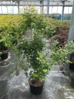 Japanse Esdoorn (Acer Palmatum 'Bi Hoo') -Directplant Winkel acer pal. bi hoo c20 2 1