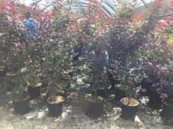 Japanse Esdoorn (Acer Palmatum 'Skeeter's Broom') -Directplant Winkel acer palamtum skeeters broom