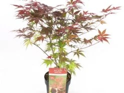 Japanse Esdoorn (Acer Palmatum 'Atropurpureum') -Directplant Winkel acer palm. atropurpeum c3