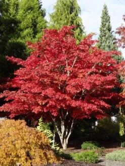 Japanse Esdoorn (Acer Palmatum 'Atropurpureum') -Directplant Winkel acer palm. atropurpureum 3