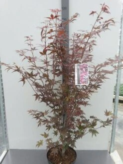 Japanse Esdoorn (Acer Palmatum 'Atropurpureum') -Directplant Winkel acer palm. atropurpureum c10