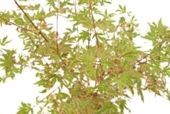 Japanse Esdoorn (Acer Palmatum 'Beni-shichi-henge') -Directplant Winkel acer palm. beni shichi henge 1