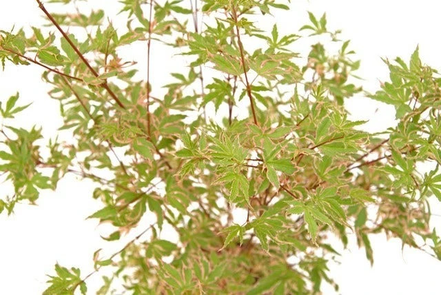 Japanse Esdoorn (Acer Palmatum 'Beni-shichi-henge') 4 Japanse Esdoorn (Acer Palmatum 'Beni-shichi-henge') - Afbeelding 2