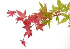 Japanse Esdoorn (Acer Palmatum 'Beni-maiko') 13 Japanse Esdoorn (Acer Palmatum 'Beni-maiko') -Directplant Winkel acer palm. beni maiko zoom