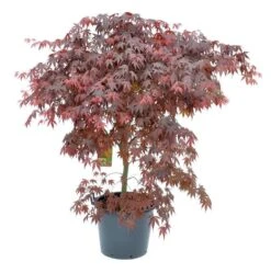 Japanse Esdoorn (Acer Palmatum 'Bloodgood') -Directplant Winkel acer palm. bloodgood c50
