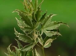 Japanse Esdoorn (Acer Palmatum 'Butterfly') -Directplant Winkel acer palm. butterfly 1 1