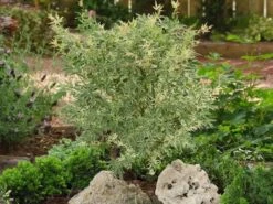 Japanse Esdoorn (Acer Palmatum 'Butterfly') 20 Japanse Esdoorn (Acer Palmatum 'Butterfly') -Directplant Winkel acer palm. butterfly 2