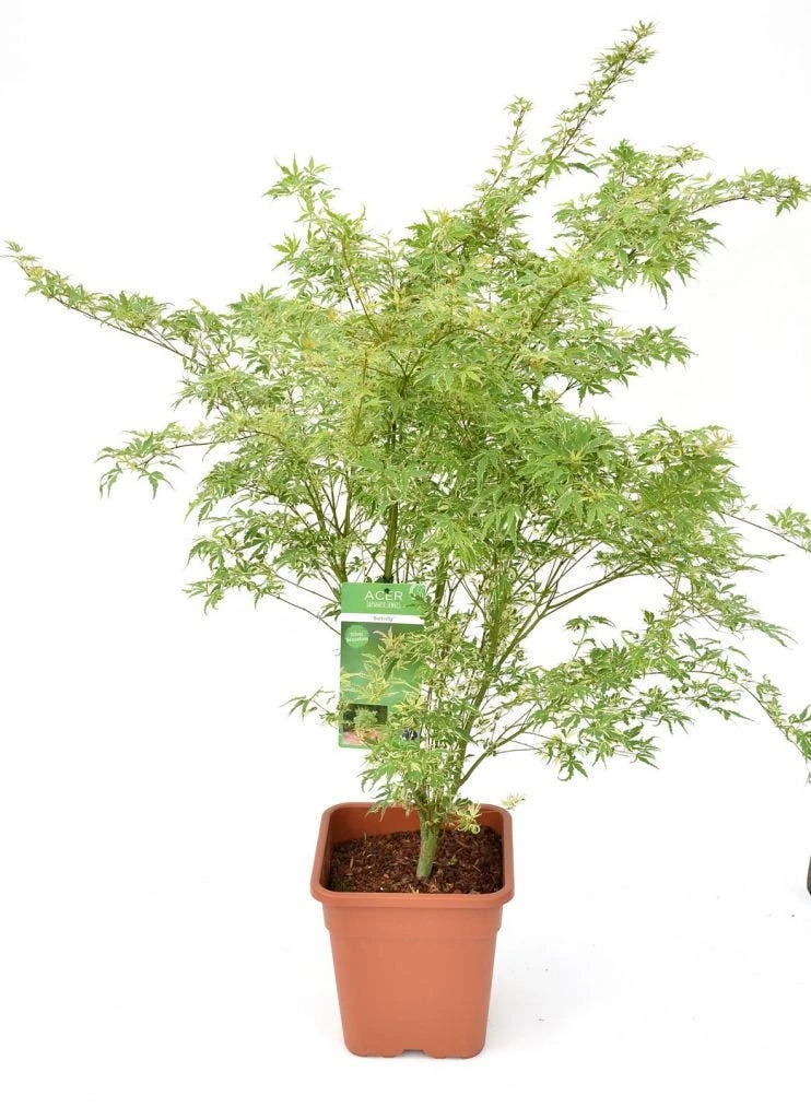 Japanse Esdoorn (Acer Palmatum 'Butterfly') 5 Japanse Esdoorn (Acer Palmatum 'Butterfly') - Afbeelding 3