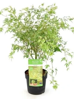 Japanse Esdoorn (Acer Palmatum 'Butterfly') -Directplant Winkel acer palm. butterfly c3 1