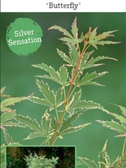 Japanse Esdoorn (Acer Palmatum 'Butterfly') -Directplant Winkel acer palm. butterfly c3 4 1