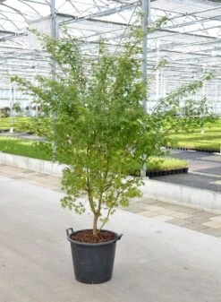 Japanse Esdoorn (Acer Palmatum) -Directplant Winkel acer palm. c50