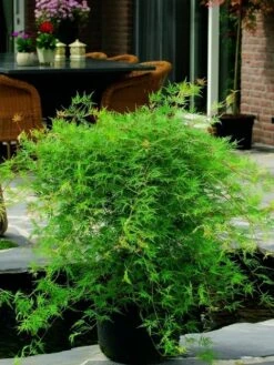 Japanse Esdoorn (Acer Palmatum 'Emerald Lace') -Directplant Winkel acer palm. emerald lace 2