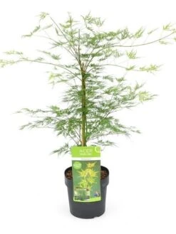 Japanse Esdoorn (Acer Palmatum 'Emerald Lace') -Directplant Winkel acer palm. emerald lace c3