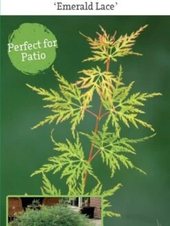 Japanse Esdoorn (Acer Palmatum 'Emerald Lace') -Directplant Winkel acer palm. emerald lace c3 3