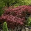 Japanse Esdoorn (Acer Palmatum 'Garnet') -Directplant Winkel acer palm. garnet 71 1