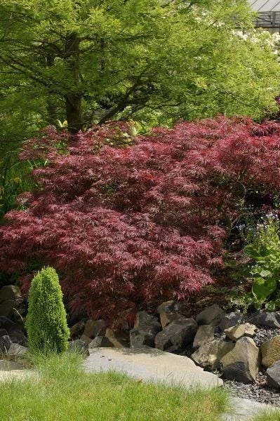 Japanse Esdoorn (Acer Palmatum 'Garnet') 3 Japanse Esdoorn (Acer Palmatum 'Garnet')