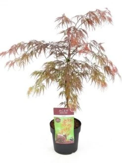 Japanse Esdoorn (Acer Palmatum 'Garnet') 25 Japanse Esdoorn (Acer Palmatum 'Garnet') -Directplant Winkel acer palm. garnet c3