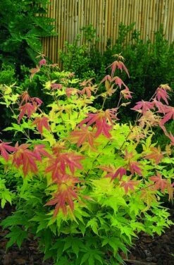 Japanse Esdoorn (Acer Palmatum 'Orange Dream') -Directplant Winkel acer palm. orange dream 1