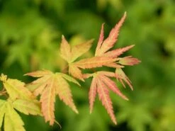Japanse Esdoorn (Acer Palmatum 'Orange Dream') -Directplant Winkel acer palm. orange dream 1 1