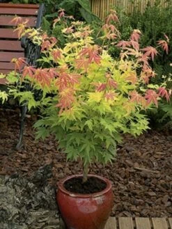 Japanse Esdoorn (Acer Palmatum 'Orange Dream') -Directplant Winkel acer palm. orange dream 2 1