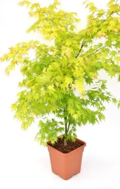 Japanse Esdoorn (Acer Palmatum 'Orange Dream') -Directplant Winkel acer palm. orange dream c14 3 1