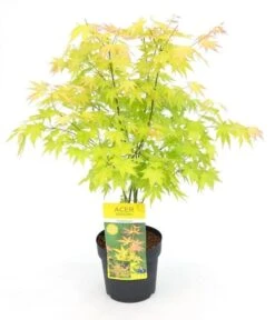 Japanse Esdoorn (Acer Palmatum 'Orange Dream') 30 Japanse Esdoorn (Acer Palmatum 'Orange Dream') -Directplant Winkel acer palm. orange dream c3