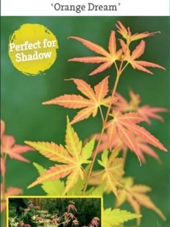 Japanse Esdoorn (Acer Palmatum 'Orange Dream') -Directplant Winkel acer palm. orange dream c3 1 1
