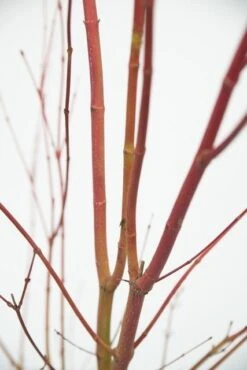 Japanse Esdoorn (Acer Palmatum 'Sangokaku') -Directplant Winkel acer palm. sangokaku 2