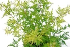 Japanse Esdoorn (Acer Palmatum 'Seiryu') -Directplant Winkel acer palm. seiryu