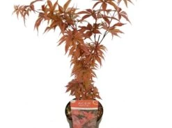 Japanse Esdoorn (Acer Palmatum 'Twombly's Red Sentinel') -Directplant Winkel acer palm. twombly s red sentinel c3 2