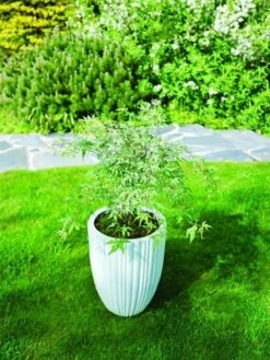 Japanse Esdoorn (Acer Palmatum 'Ukigumo') 13 Japanse Esdoorn (Acer Palmatum 'Ukigumo') -Directplant Winkel acer palm. ukigumo