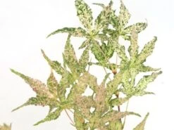 Japanse Esdoorn (Acer Palmatum 'Ukigumo') -Directplant Winkel acer palm. ukigumo 1 1