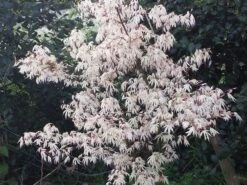 Japanse Esdoorn (Acer Palmatum 'Ukigumo') 12 Japanse Esdoorn (Acer Palmatum 'Ukigumo') -Directplant Winkel acer palm. ukigumo 2