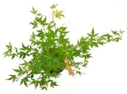 Japanse Esdoorn (Acer Palmatum 'Wilson's Pink Dwarf') -Directplant Winkel acer palm. wilson pink dwarf c3 3