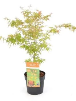 Japanse Esdoorn (Acer Palmatum 'Wilson's Pink Dwarf') -Directplant Winkel acer palm. wilson s pink dwarf c3 1