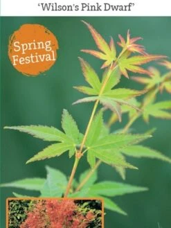 Japanse Esdoorn (Acer Palmatum 'Wilson's Pink Dwarf') -Directplant Winkel acer palm. wilson s pink dwarf c3 1 1