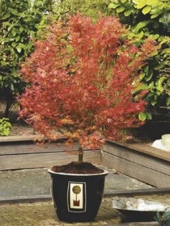Japanse Esdoorn (Acer Palmatum 'Wilson's Pink Dwarf') -Directplant Winkel acer palm. wilson s pink dwarf c3 2 1