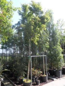 Japanse Esdoorn (Acer Palmatum) -Directplant Winkel acer palmatum 14 16ho cont