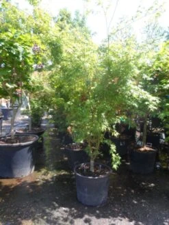 Japanse Esdoorn (Acer Palmatum) -Directplant Winkel acer palmatum 175 200 c70