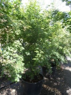 Japanse Esdoorn (Acer Palmatum) -Directplant Winkel acer palmatum 200 250 300 c130
