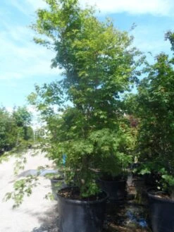 Japanse Esdoorn (Acer Palmatum) -Directplant Winkel acer palmatum 250 300 c500