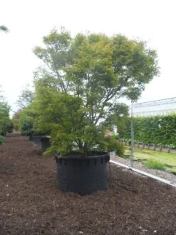 Japanse Esdoorn (Acer Palmatum) -Directplant Winkel acer palmatum 350 400 c1000