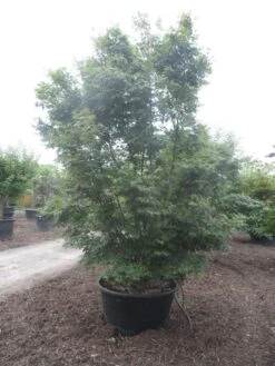 Japanse Esdoorn (Acer Palmatum) -Directplant Winkel acer palmatum 350 400 c500