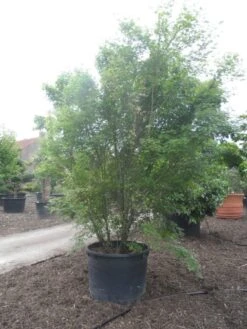 Japanse Esdoorn (Acer Palmatum) -Directplant Winkel acer palmatum 350 400 c500 2